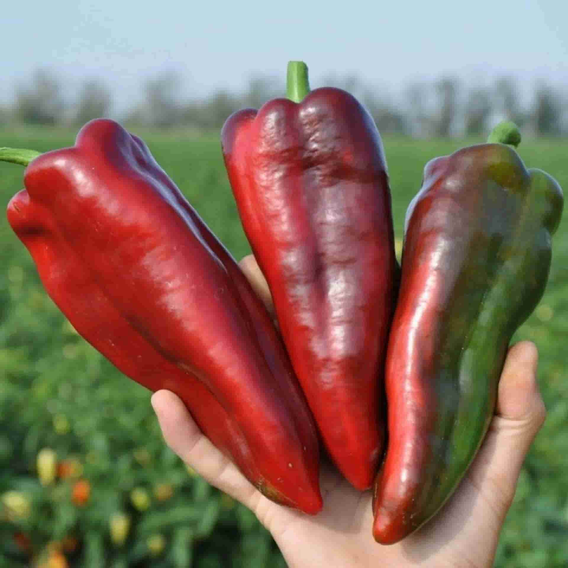 تصویر 2 از فلفل دلمه‌ ای قرمز دراز با طعم ملایم و طبیعی